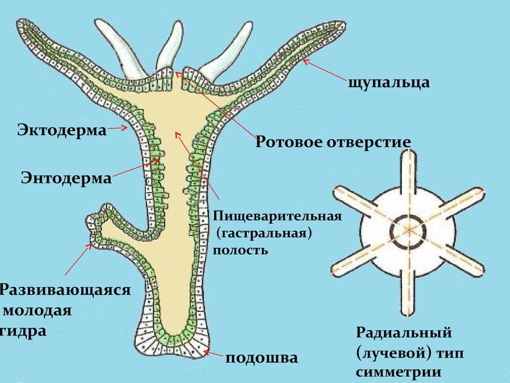 Какая комиссия кракен маркетплейс